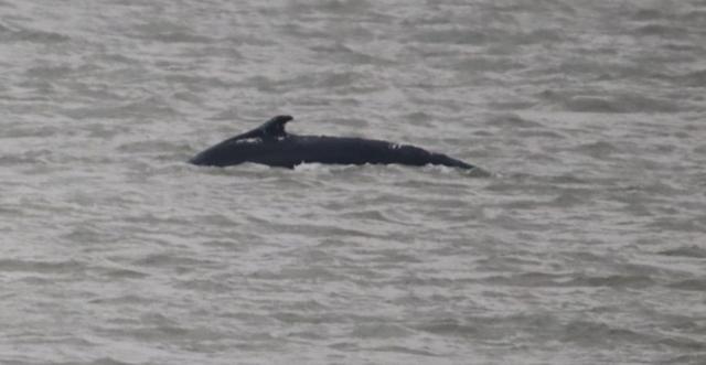 dagflits 3 11-01-20…