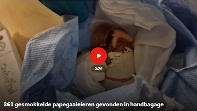 dagflits 2 27-03-20…