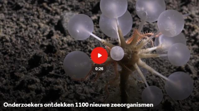 dagflits 21-05-2026…